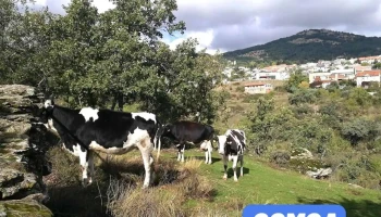 Tiburcio Rodríguez García - Miraflores De La Sierra