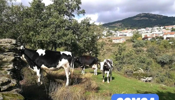 Tiburcio Rodríguez García - Miraflores De La Sierra